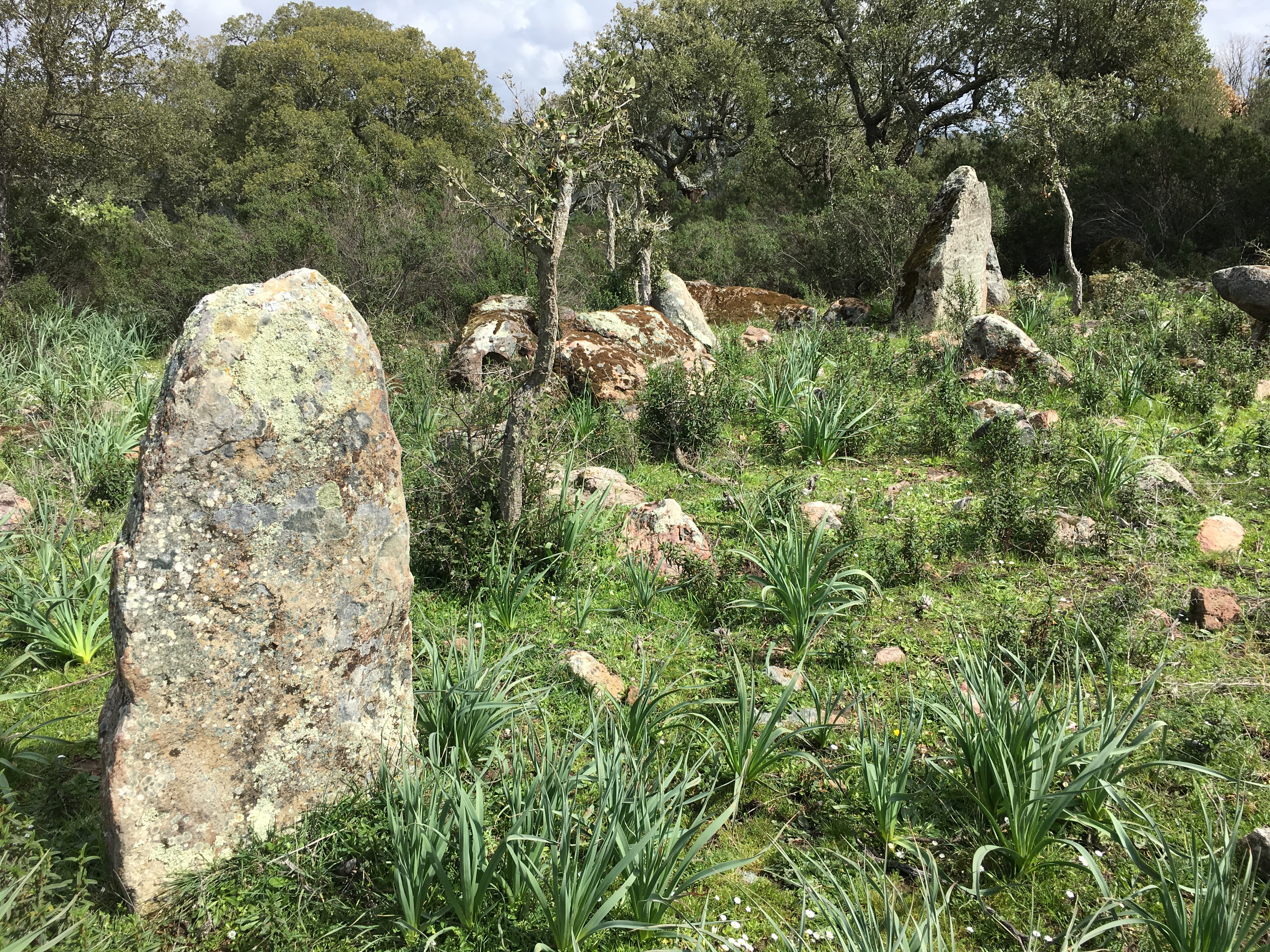 Allineamento di Menhir in localita Genna 'e Corte (Laconi)