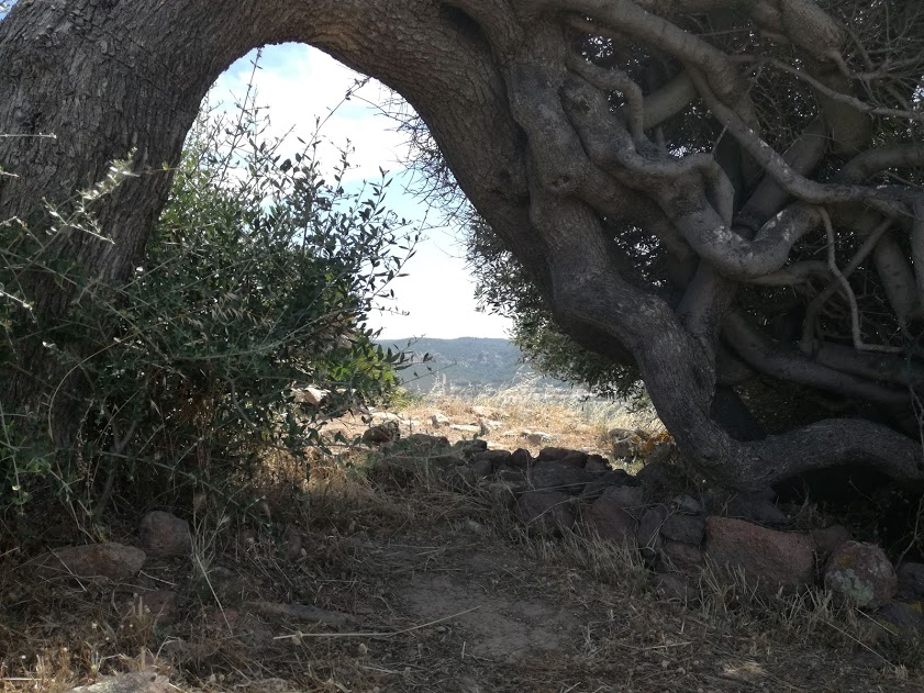 Effetti del Maestrale sul pianoro di Monte Sirai - Foto: M. Giovanna Meloni