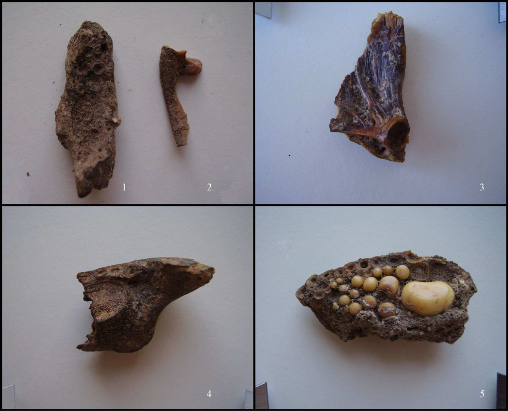 Frammenti di pesci: 1,4,5 orata; 2 spigola; 3 muggine (fonte: Soro, Carenti 2012, fig. 5, p. 1428)